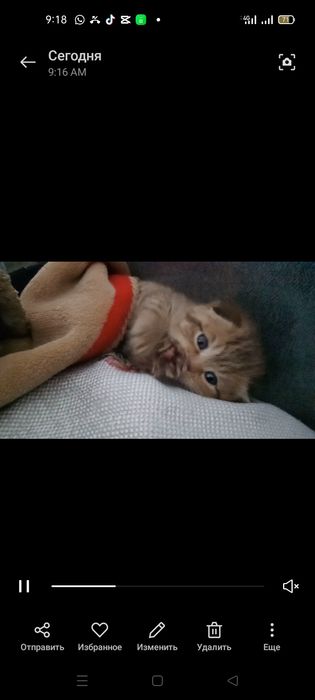 Котенок шотландский вислоухий