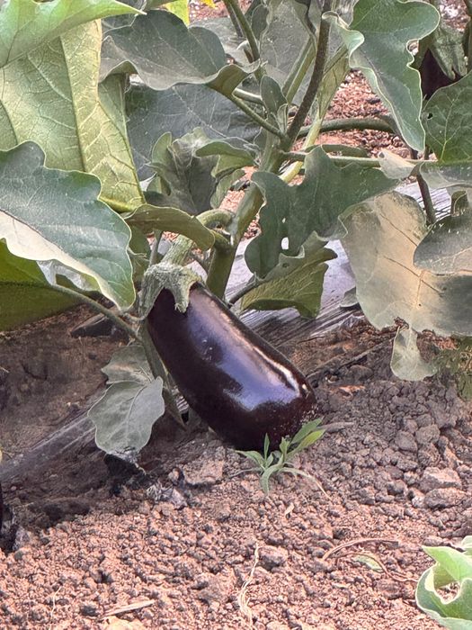 Vinete direct de la producator