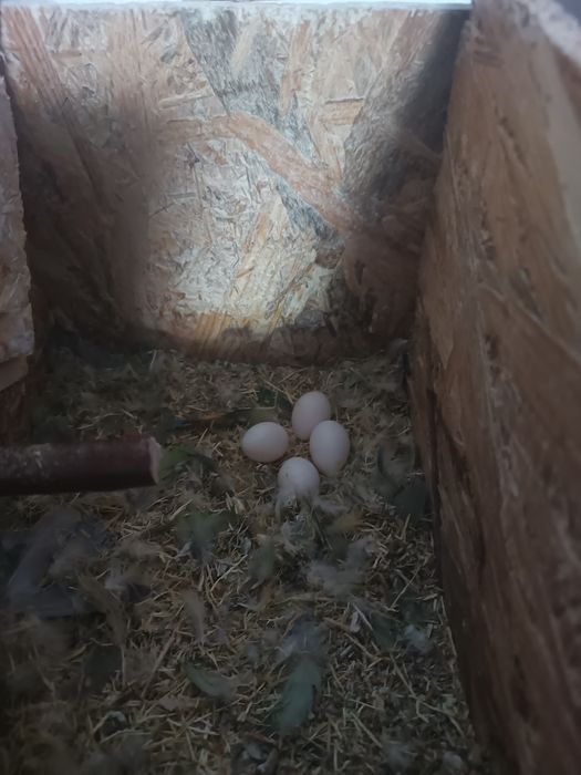 Vând papagali agaponis