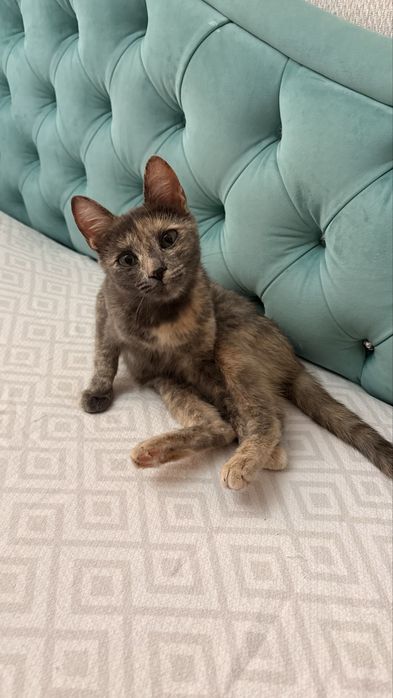 Котенок ищет дом! Срочно!