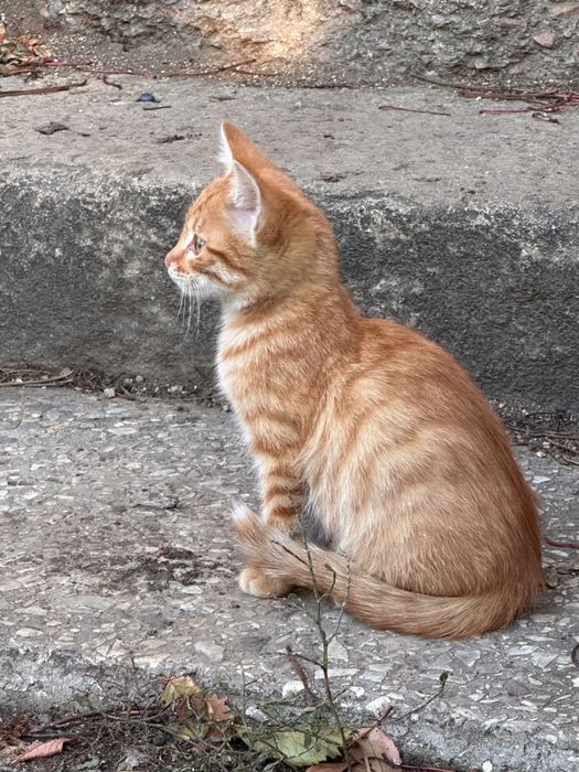 Котята в ДОБРЫЕ руки!