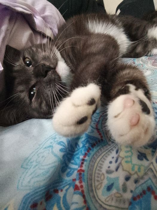 Красавчик ищет заботливого хозяина