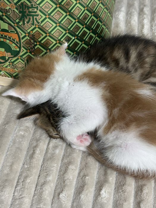 Котята мальчики