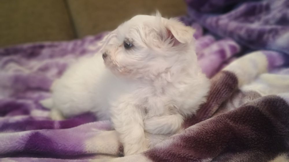 Disponibil bichon maltez mini toy