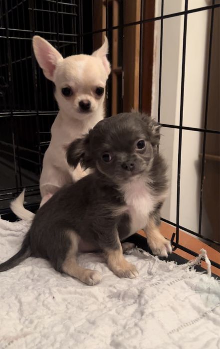 ЧИХУАХУА, девочка, 3 мес.