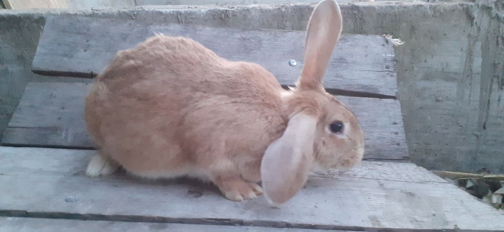 Iepuroaica giastanta