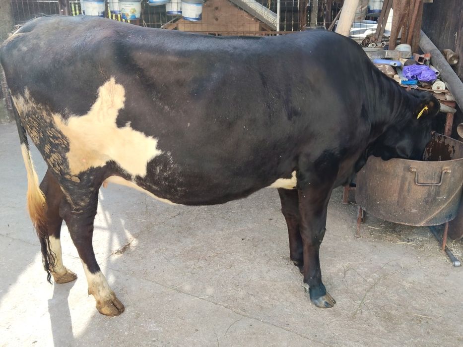 Vaca gestanta intretinuta