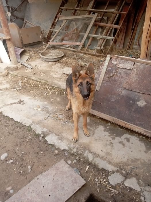 Продаётся Овчарка немецкой породы