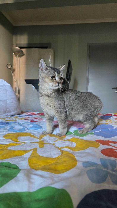 Британски котета,Британска котка