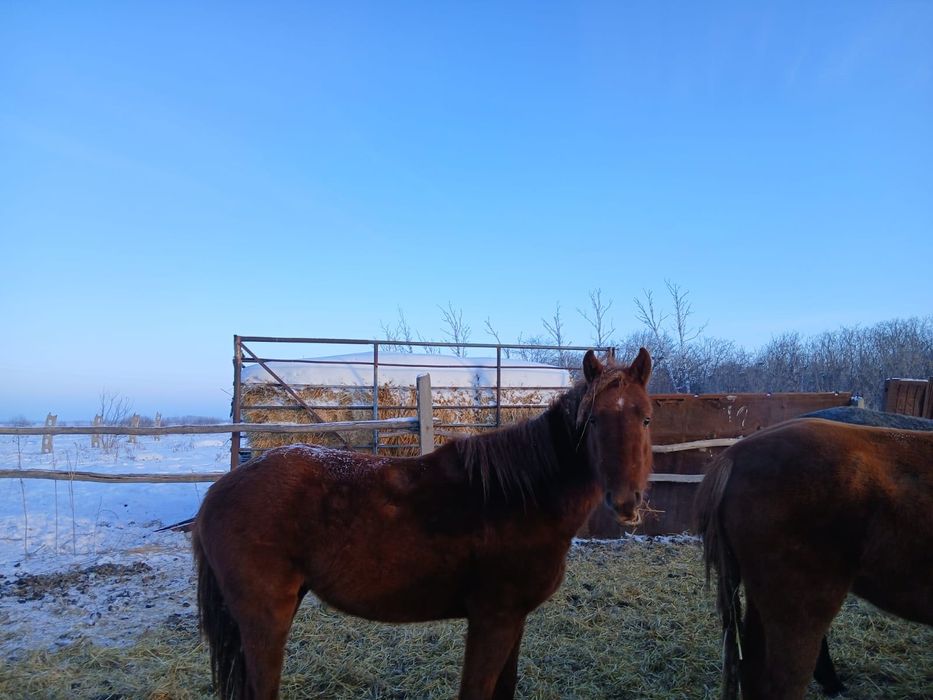 Жеребец - Весёлый