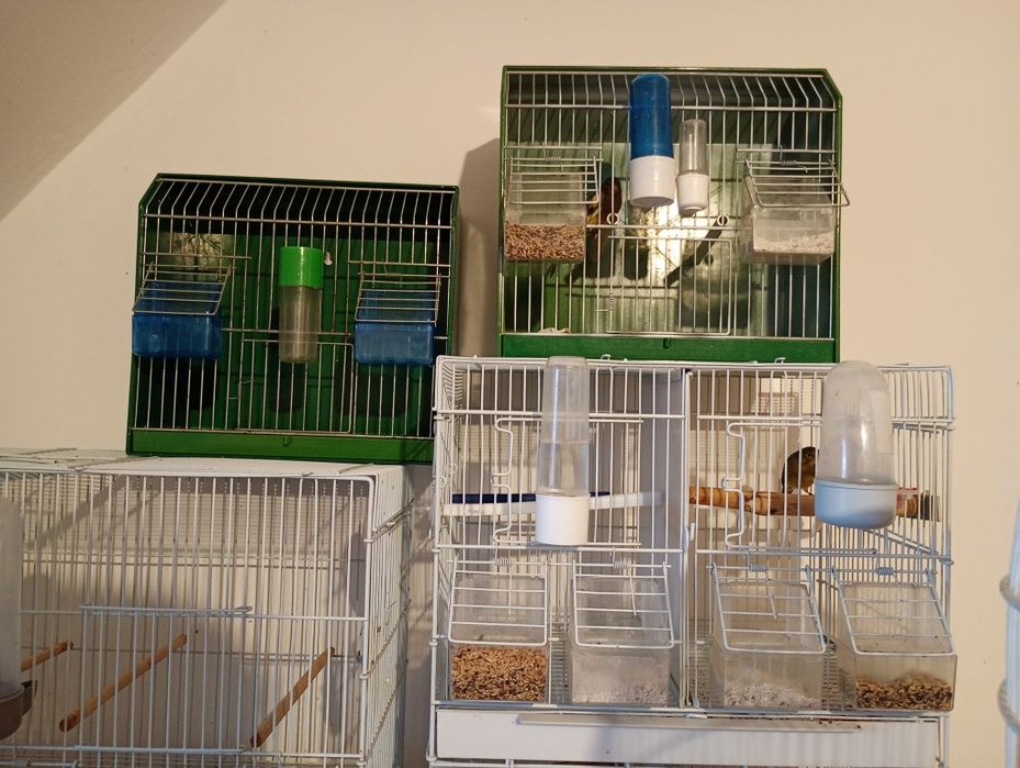 Colivie boxe păsări