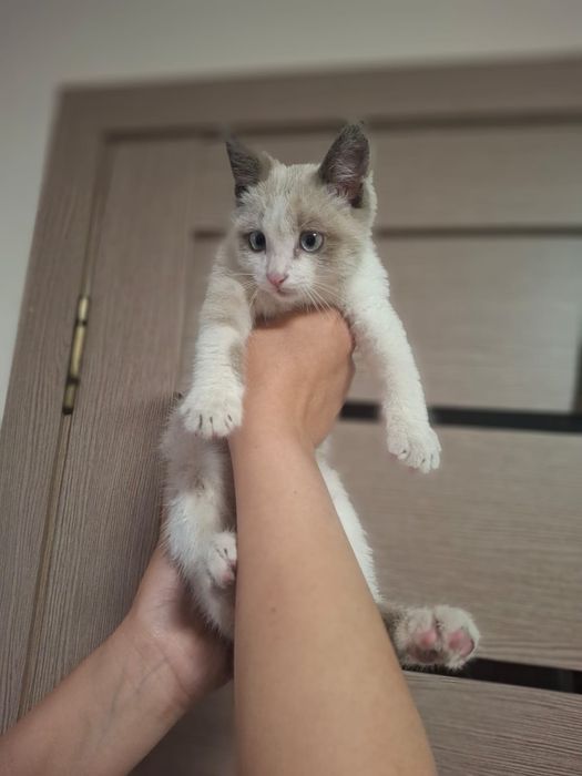 Котёнок сиамский, мальчик
