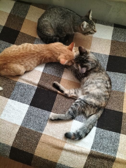 Отдам рыжего котёнка!