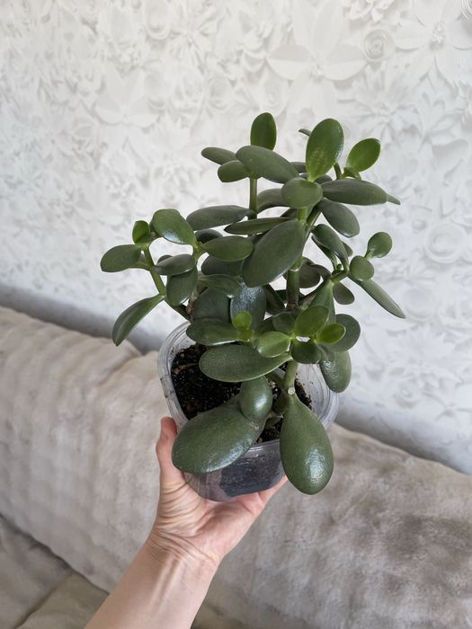 Комнатные цветы Толстянка Аихризон