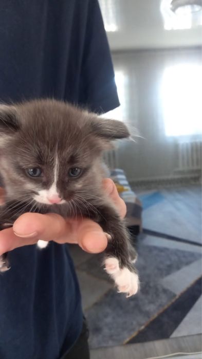 отдам котят в добрые руки