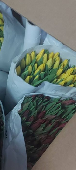 Продажа тюлпанов