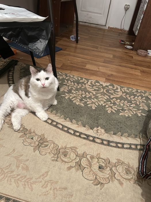 Отдам кошку в добрые руки