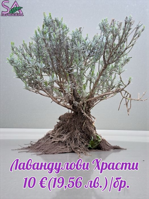 Мурсалски чай-разсад,лавандула,маслодайни рози,лавровишна…