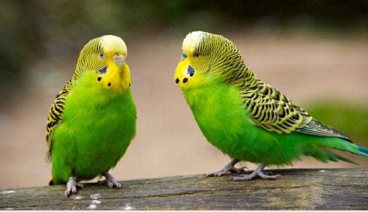 Волнистые попугаи