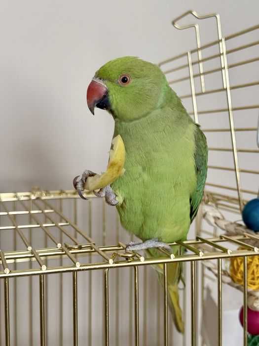 Продадим в хорошие руки