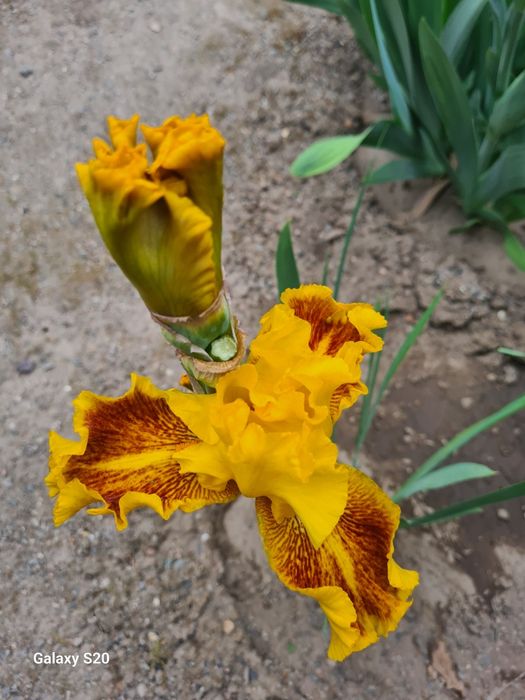 Продаются Сортовые Ирисы