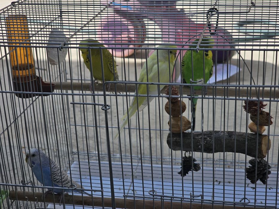 Продаются волнистые попугаи .