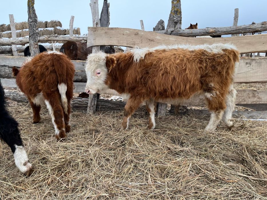 Подсос бұқалар 10-12 айлық