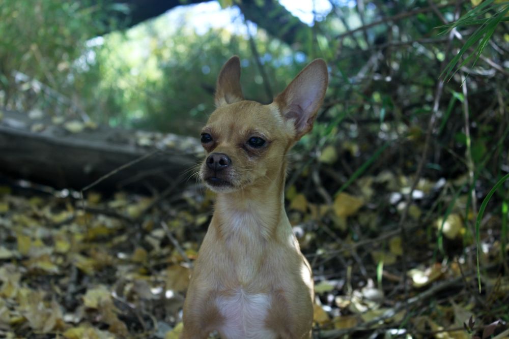 Вязка Той терьер