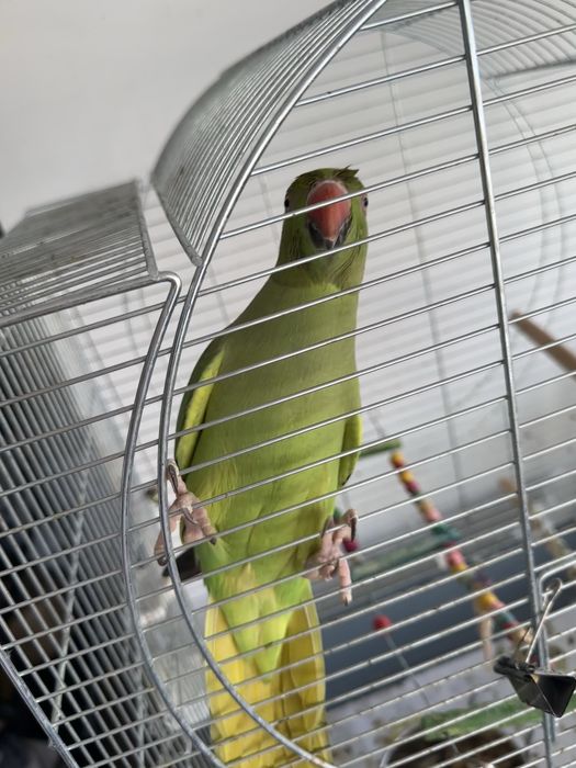 Продам ожерелового попугая