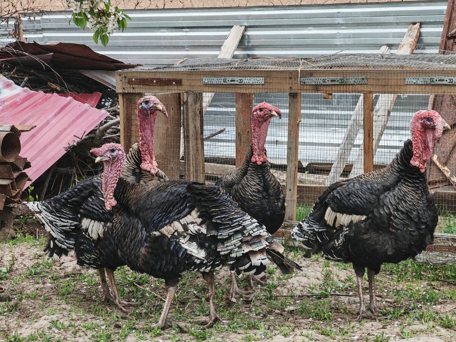 Курка / Индюки домашние