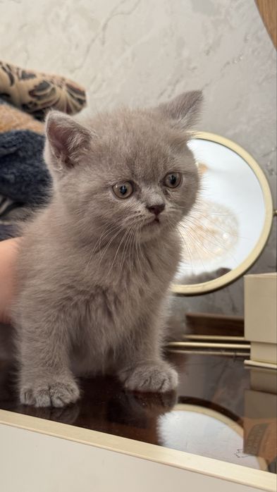 Mushuklar Scottish Straight va Scottish Fold zotdor