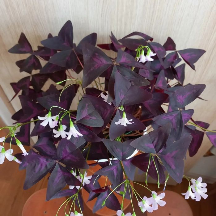 Оксалис. Кислица