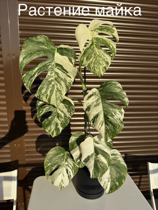 Monstera Albo Variegated (Монстера Албинос)