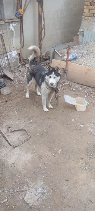 Haski it sotiladi turt oylik