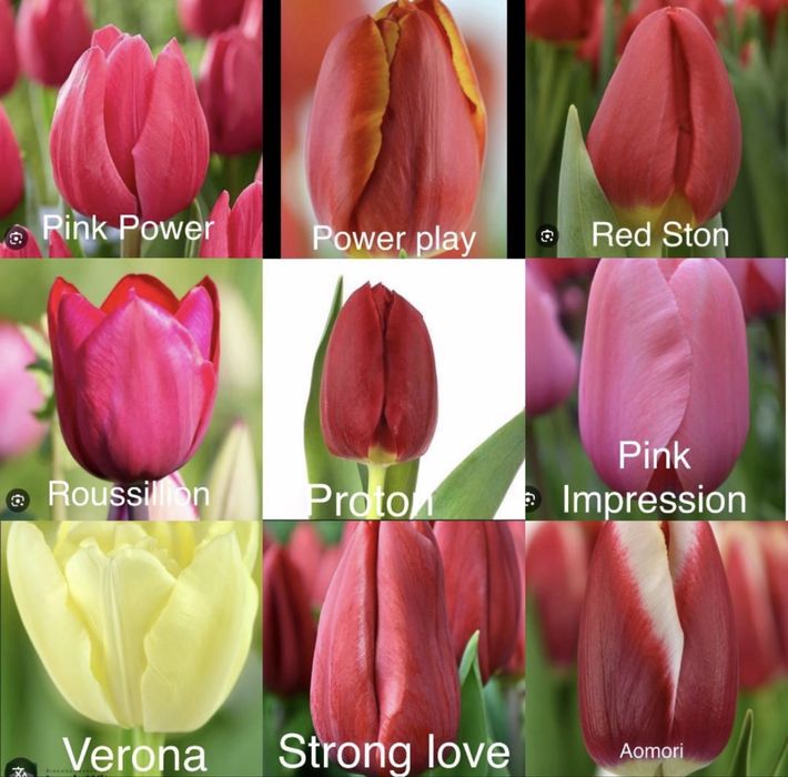 Тюльпаны оптом и в розница