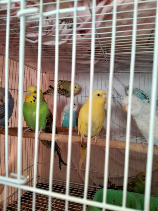 Продам попугай молодые волнистые