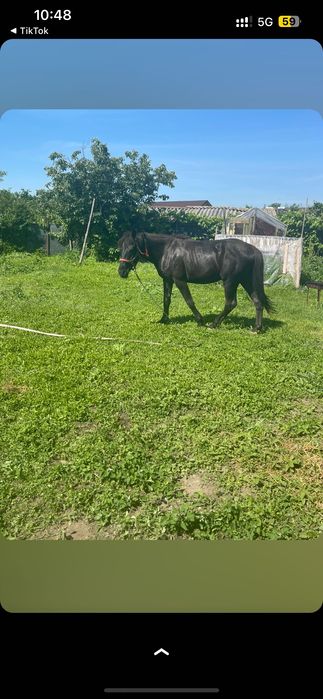 Cal de vânzare 2 ani jumate