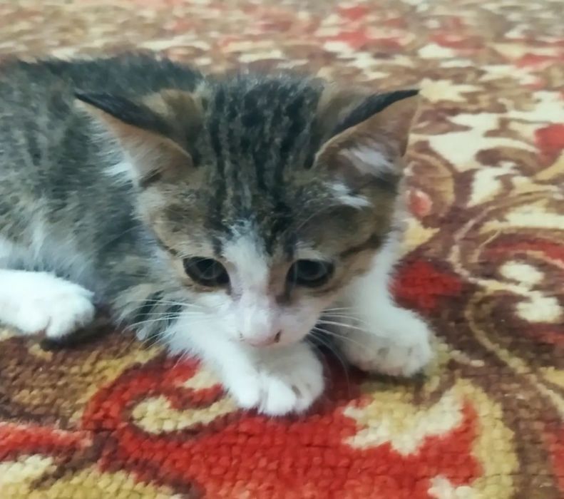 Отдам в хорошие ответственные руки