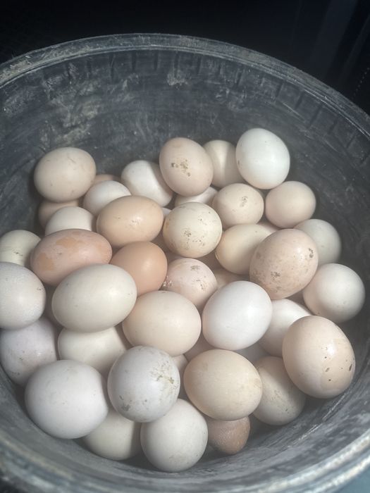 Продаю домашние яйца из Той тюпы