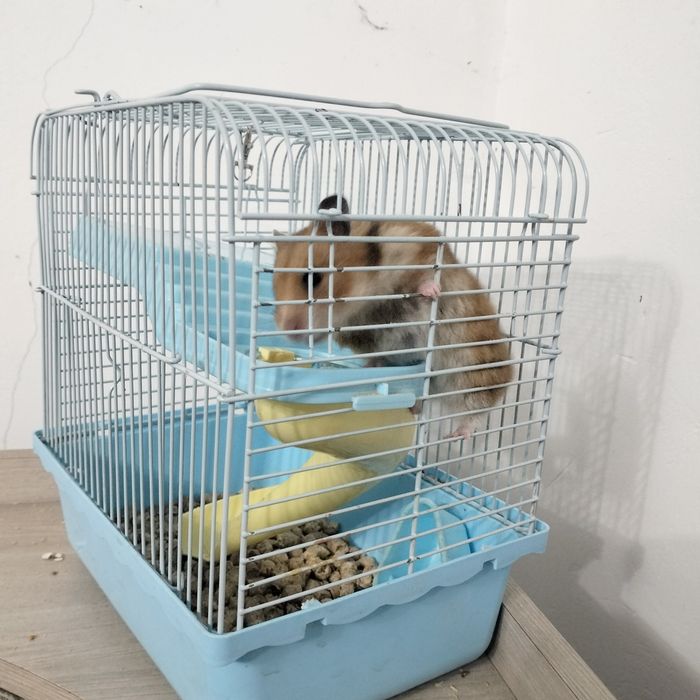 Продам хомяка хомяк
