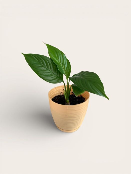 Продается домашние цветы