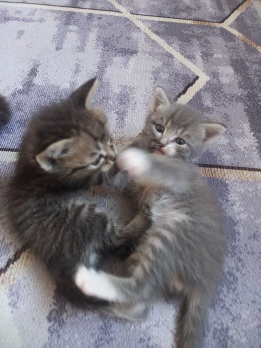 Отдам даром котят