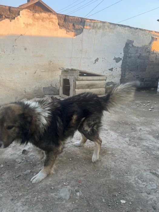 Кавказски ит бар