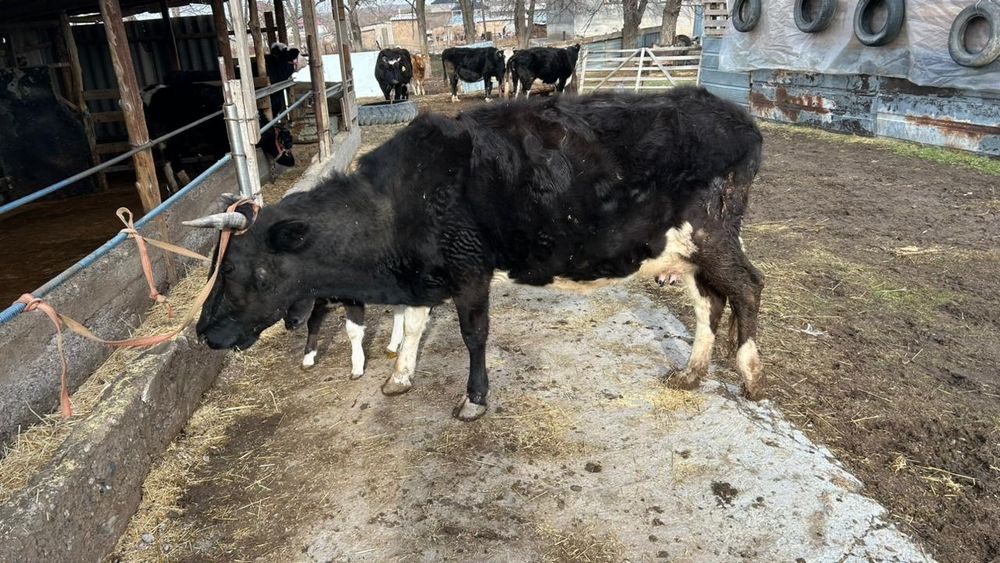 Сауынды сиыр бар сатылатын