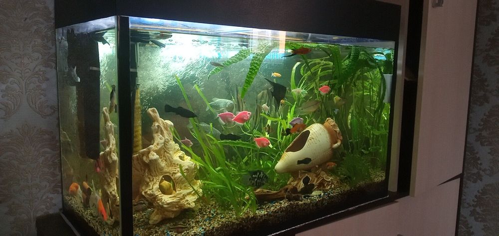 Аквариум в комплекте.