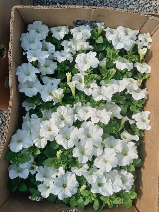 Gul optom ekip ham beramiz