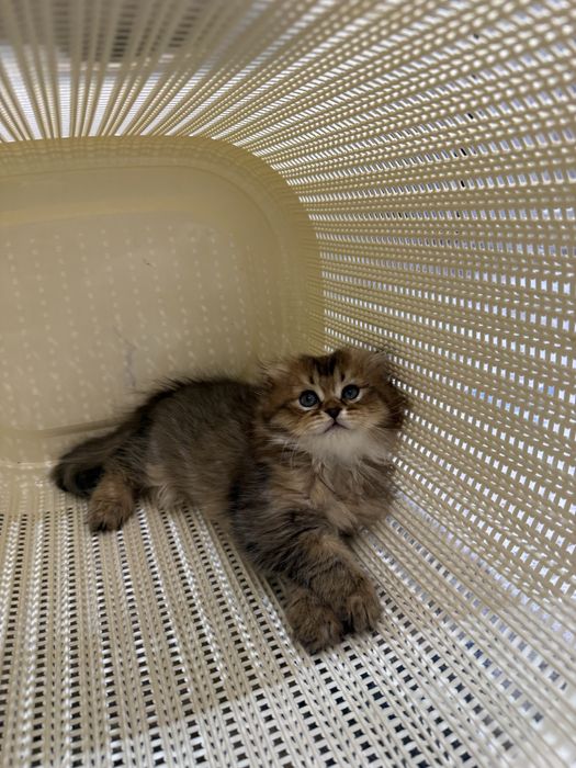 Кошка Шиншилла 2 месяцев