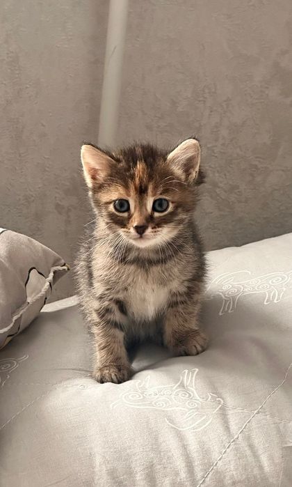 Отдам котят в добрые руки