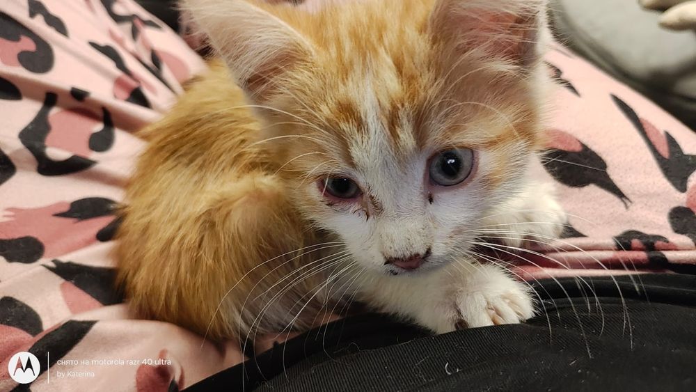 Котёнок рыжий мальчик