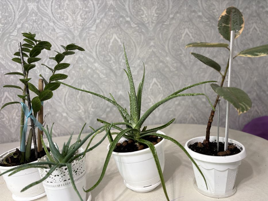 Комнатные цветы по 3000 тенге